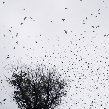 Alerta amarilla por lluvias: qué precauciones tomar y cómo responde el seguro ante un temporal